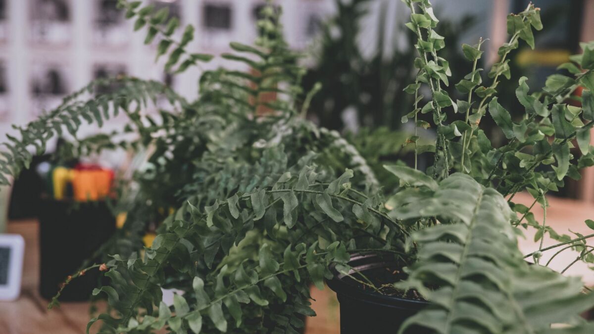 Vibrant sword ferns in pots create a lush indoor greenery display. Ideal for home decor inspiration.
