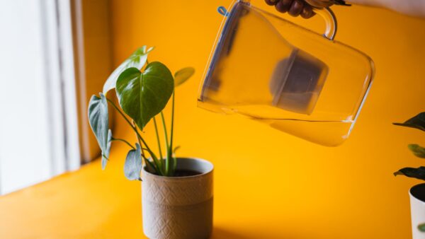 A person waters a potted plant with a clear pitcher against a vibrant yellow background.