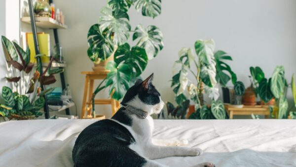 A black and white cat relaxes among lush houseplants in a sunlit room.