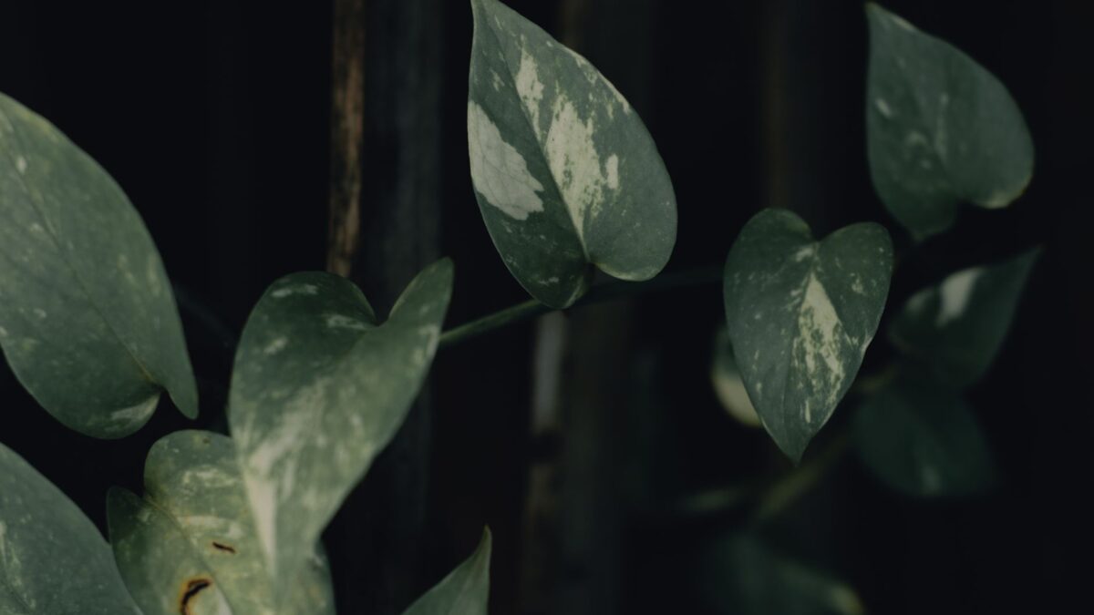 Detailed view of pothos leaves with variegated patterns, captured in moody lighting.