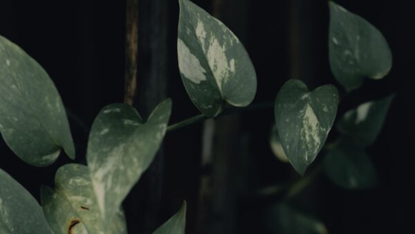 Detailed view of pothos leaves with variegated patterns, captured in moody lighting.