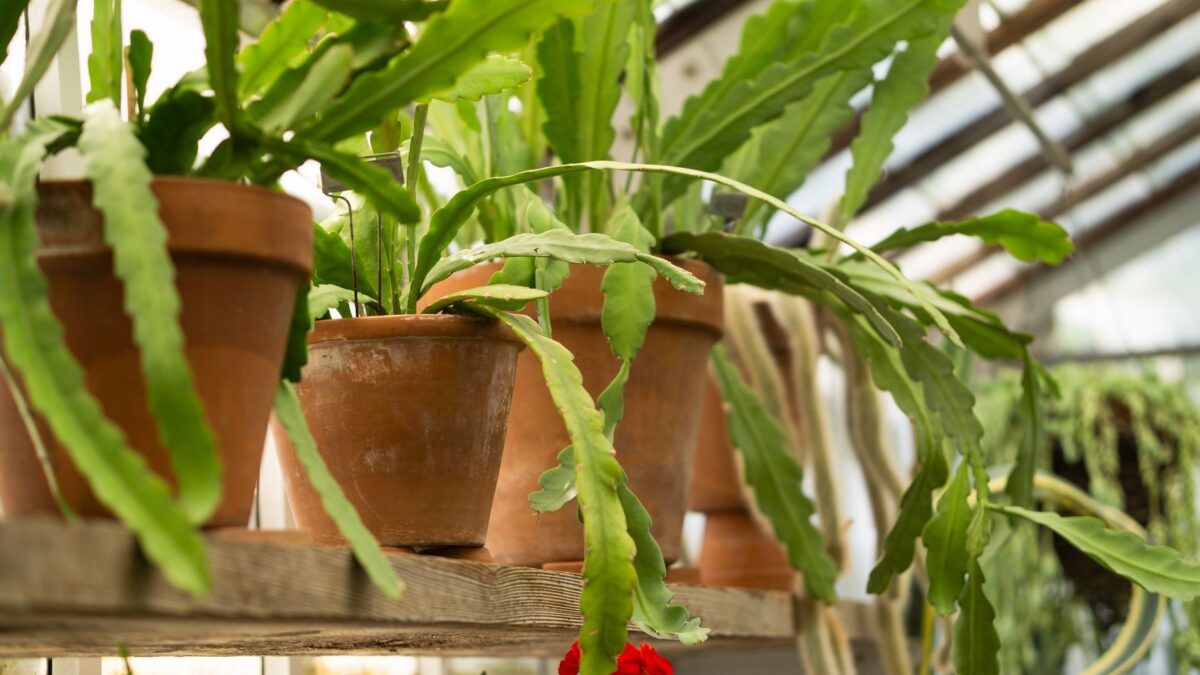 Lush green cactus plants in terracotta pots inside a sunlit greenhouse environment.