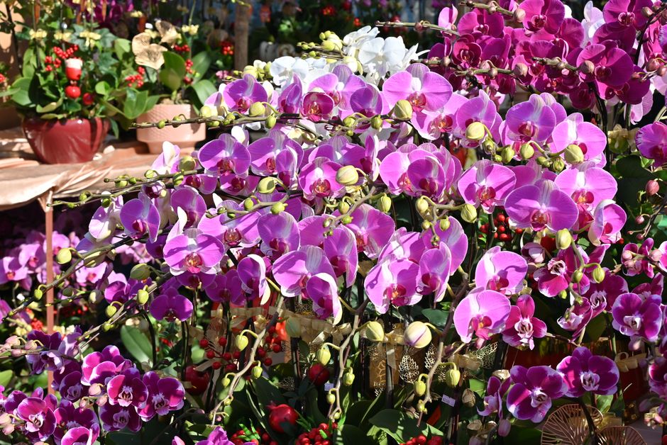 Soin des Orchidées Phalaenopsis : Un Guide Complet