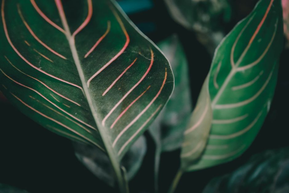 Soin du Philodendron Birkin : Guide Complet