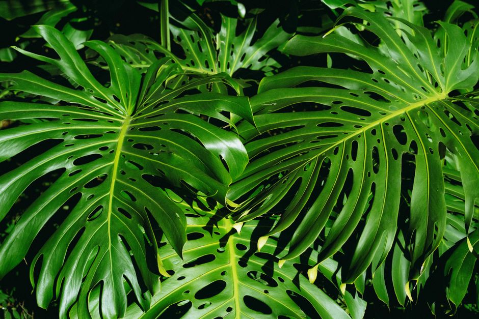 Soin du Philodendron Brasil : Guide Complet