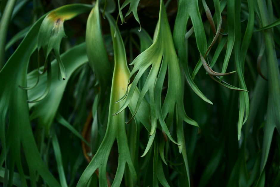 Staghorn Fern Care: A Complete Guide